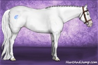 Horse Color:White Spotted Gold Cream Champagne 