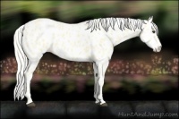 Horse Color:Palomino Appaloosa