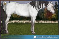 Horse Color:Platinum White Spotted Liver Red Dun Roan Brindle
