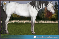Horse Color:Platinum White Spotted Liver Red Dun Roan Brindle 