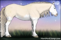 Horse Color:Cremello Splash  and Perlino Splash 