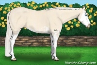 Horse Color:Cremello Splash  and Cremello Splash 