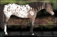 Horse Color:White Spotted Bay Dun Appaloosa 