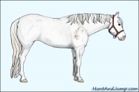 Horse Color:Silver Brown Sabino Rabicano 