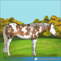 Horse Color:White Spotted Chocolate Palomino Splash Varnish 