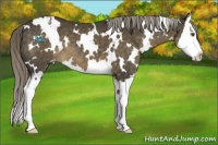 Horse Color:White Spotted Chocolate Palomino Splash Appaloosa
