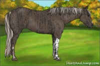 Horse Color:Smoky Black  and Silver Smoky Black 