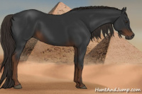 Horse Color:Gray Liver Chestnut 