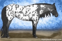 Horse Color:Blue Roan Near Leopard 