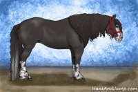 Horse Color:Smoky Black  and Smoky Black Splash 