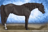 Horse Color:Smoky Black  and Smoky Black 