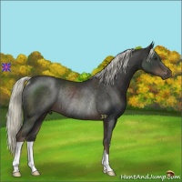 Horse Color:Liver Chestnut Rabicano