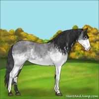 Horse Color:White Spotted Blue Roan 