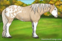 Horse Color:Palomino Roan Splash Appaloosa 