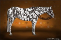 Horse Color:Smoky Black  and Smoky Black Appaloosa 