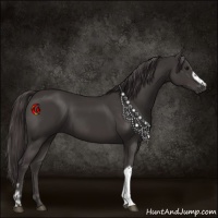 Horse Color:Smoky Black  and Smoky Black 