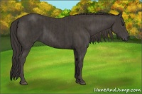 Horse Color:Smoky Black  and Smoky Black 