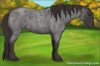 Horse Color:Smoky Blue Roan  and Smoky Blue Roan 