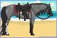 Horse Color:Blue Roan 