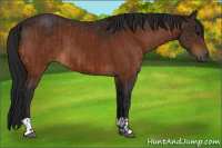 Horse Color:Bay and Gray Bay