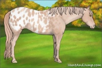 Horse Color:Gold Champagne Appaloosa 