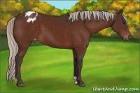 Horse Color:Silver Bay Appaloosa 