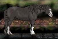 Horse Color:Smoky Black  and Smoky Black Splash 
