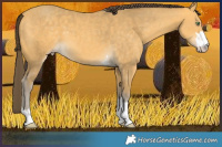 Horse Color:Amber Cream Champagne 