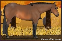 Horse Color:Bay Rabicano 