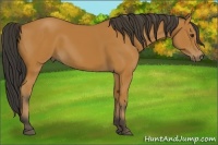 Horse Color:Bay Sabino
