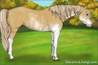 Horse Color:Red Dun Sabino 