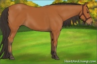 Horse Color:Bay 
