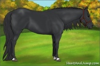 Horse Color:Black 