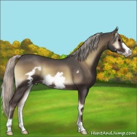 Horse Color:Silver Blue Onyx Roan Frame 