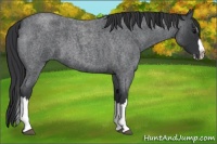 Horse Color:Blue Roan Splash 