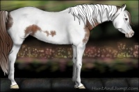 Horse Color:Liver Chestnut Sabino Splash Tobiano 