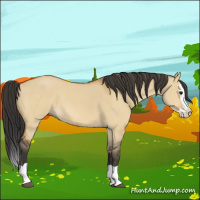 Horse Color:Bay Dun Splash