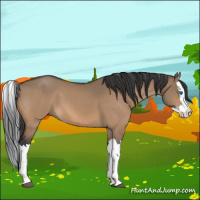 Horse Color:Bay Dun Splash