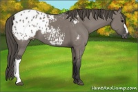 Horse Color:Grullo Appaloosa