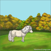 Horse Color:Cremello Appaloosa 