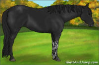 Horse Color:Gray Smoky Black and Gray Smoky Black