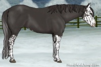 Horse Color:Smoky Black  and Smoky Black Splash 
