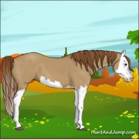 Horse Color:Red Dun Splash