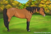 Horse Color:Bay Frame