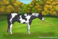 Horse Color:Black Tobiano Frame 