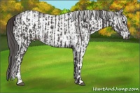 Horse Color:Smoky Black  and White Spotted Smoky Black 
