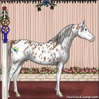 Horse Color:Bay Splash Appaloosa 