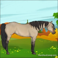 Horse Color:Bay Dun