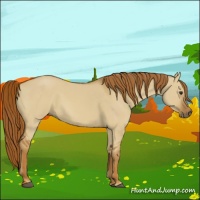 Horse Color:Red Dun