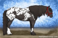 Horse Color:Smoky Black and Smoky Black Appaloosa